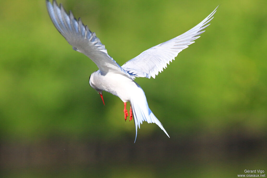 Arctic Ternadult, Flight