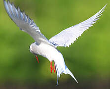 Arctic Tern