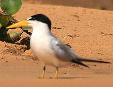 Yellow-billed Tern