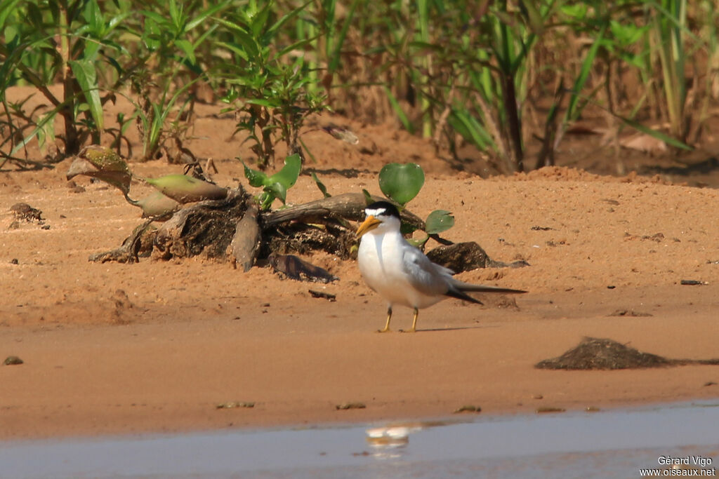 Yellow-billed Ternadult