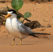 Yellow-billed Tern