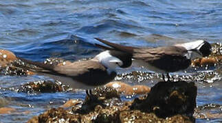 Bridled Tern