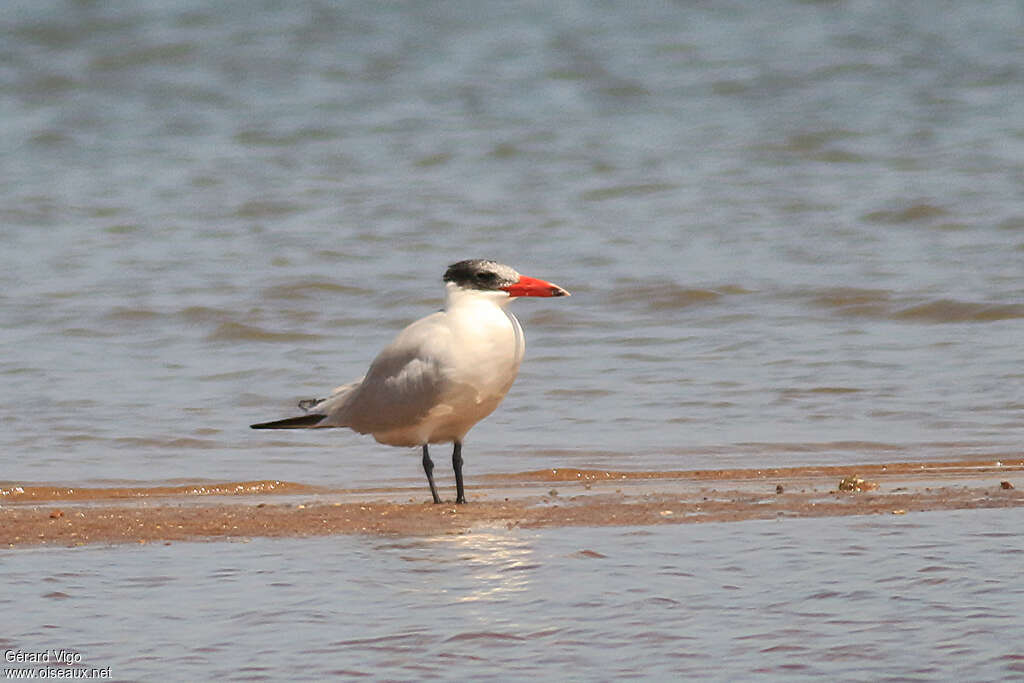 Caspian Ternadult post breeding, identification