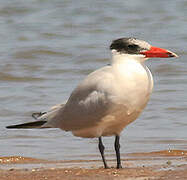 Caspian Tern