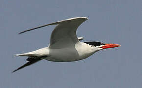 Caspian Tern