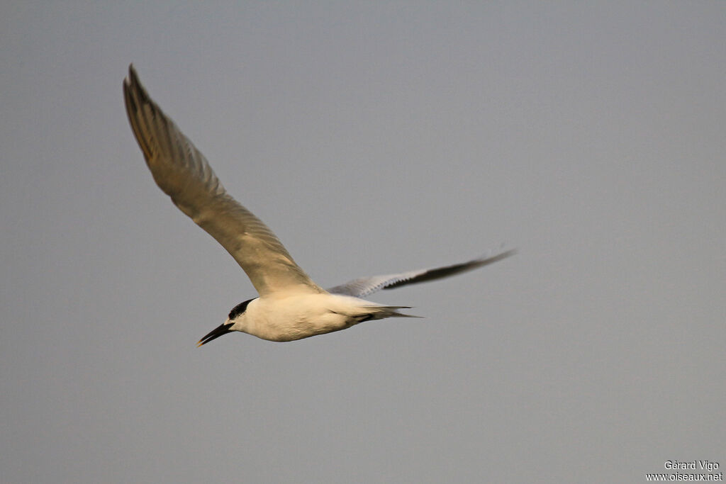 Sandwich Ternadult, Flight