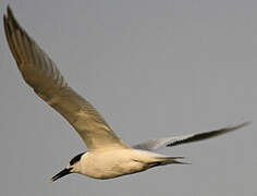 Sandwich Tern