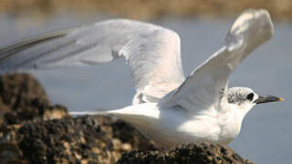 Sandwich Tern