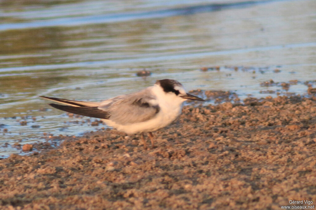 Saunders's Tern