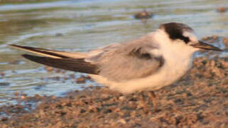 Saunders's Tern