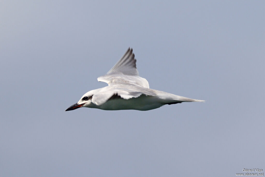 Gull-billed Ternadult, Flight