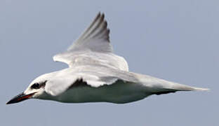 Gull-billed Tern