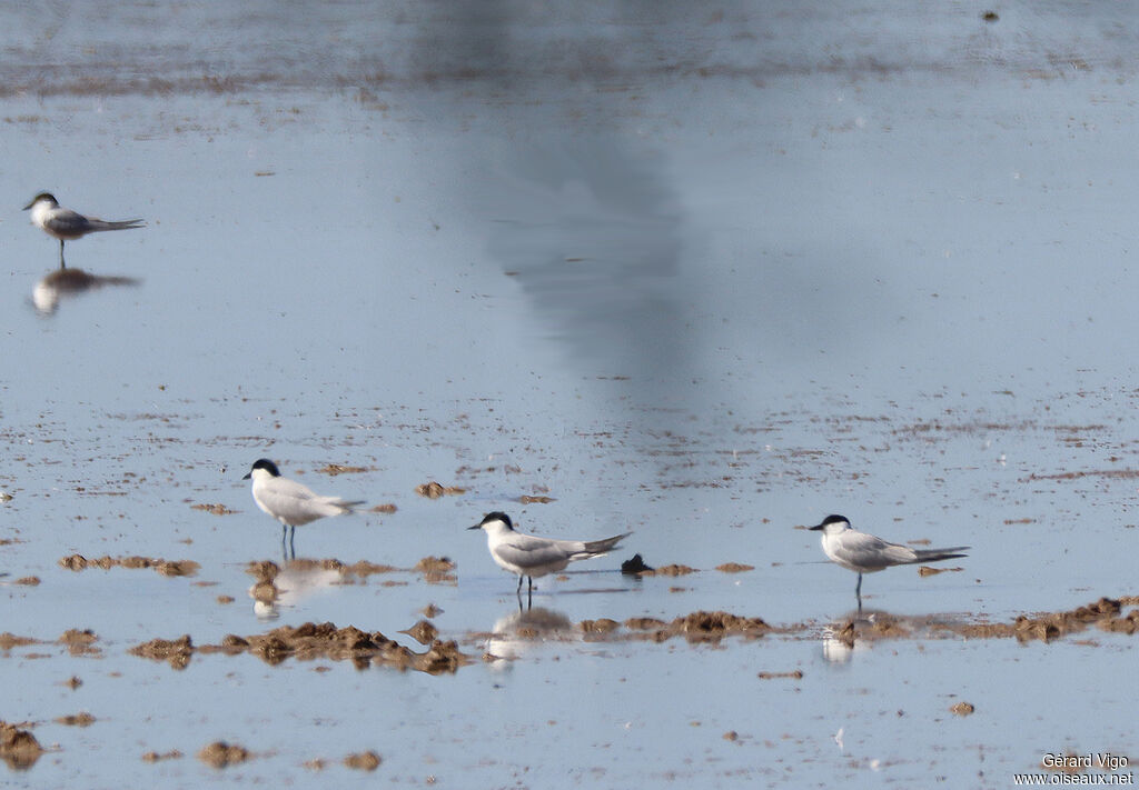 Gull-billed Ternadult