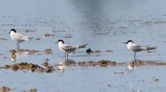 Gull-billed Tern