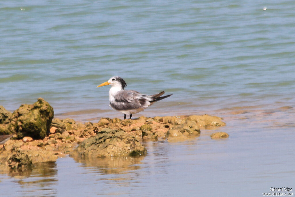 Greater Crested Ternadult