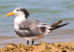 Greater Crested Tern