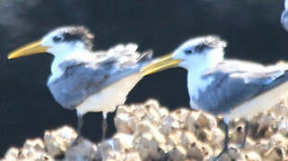 Greater Crested Tern