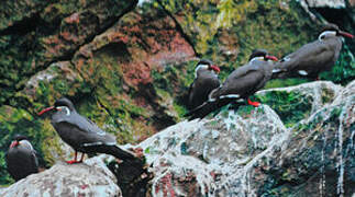 Inca Tern