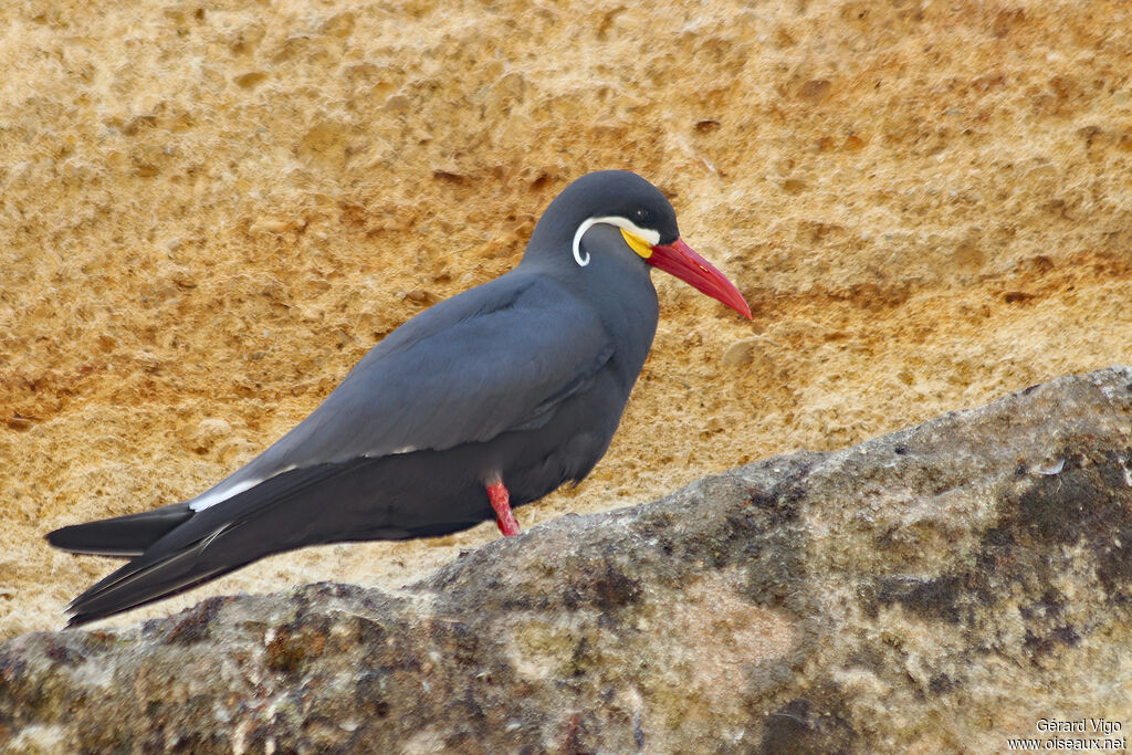 Inca Ternadult