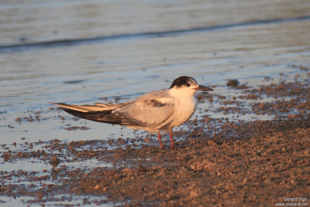 Common Ternjuvenile