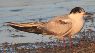 Common Tern