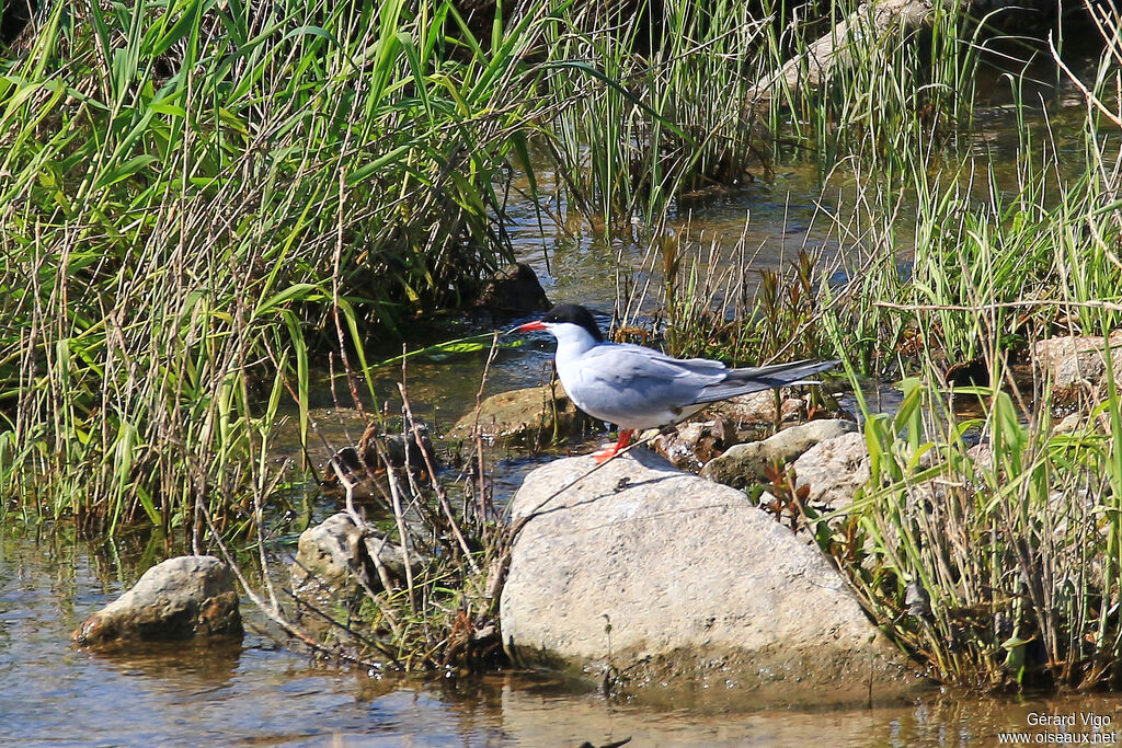 Common Ternadult breeding