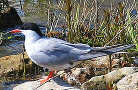 Common Tern