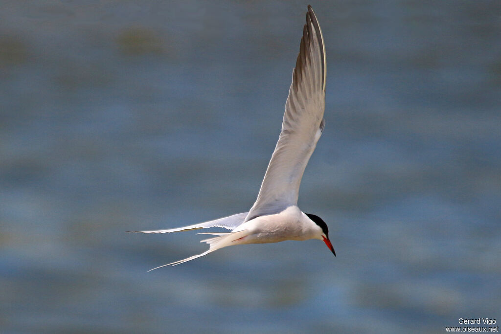 Common Ternadult breeding, Flight