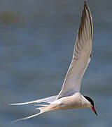 Common Tern