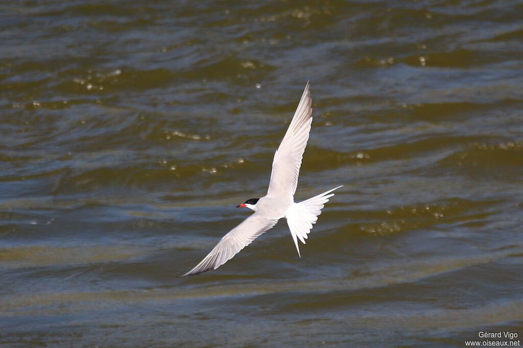 Common Ternadult breeding, Flight