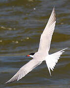 Common Tern