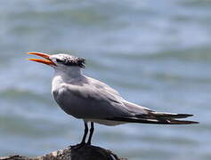 Royal Tern