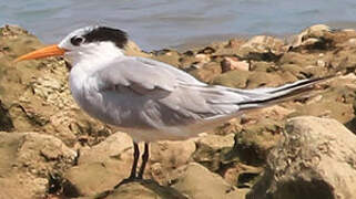 Lesser Crested Tern