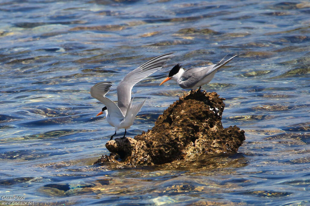 Lesser Crested Ternadult breeding, pigmentation