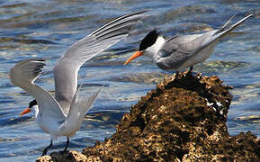 Lesser Crested Tern