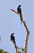 Long-tailed Starling