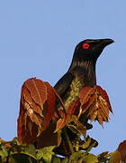 Metallic Starling