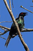 Metallic Starling