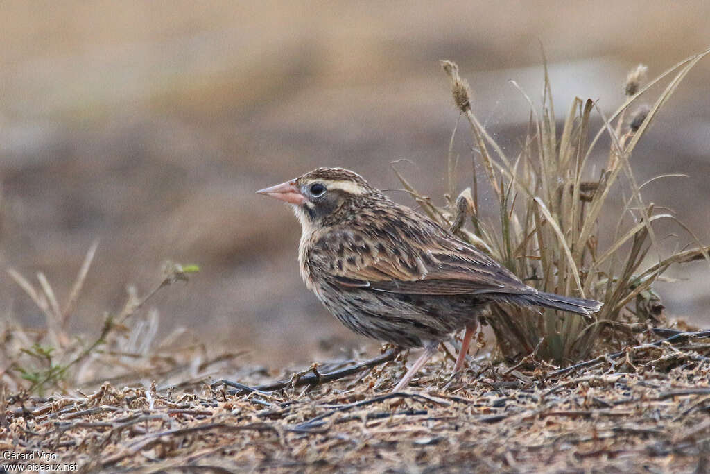 Peruvian Meadowlark female adult, identification