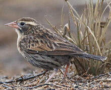 Peruvian Meadowlark