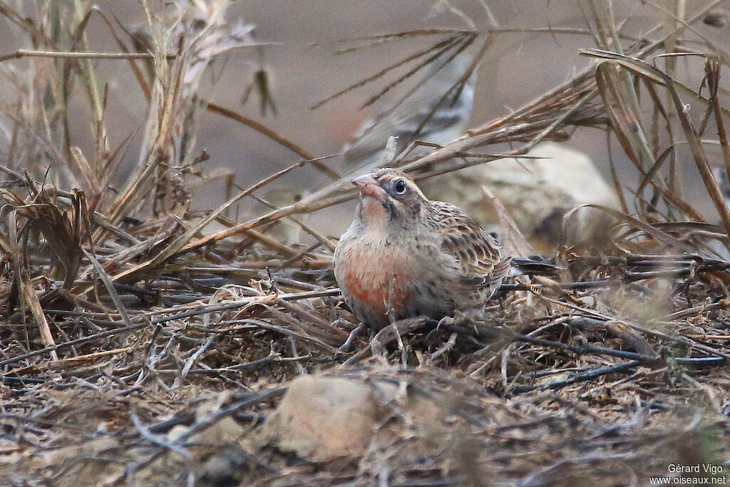 Peruvian Meadowlark female adult