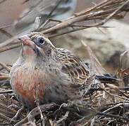 Peruvian Meadowlark