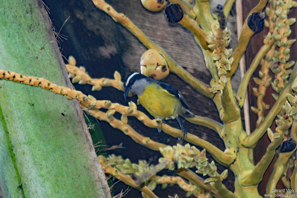 Bananaquitadult