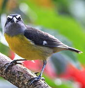 Bananaquit