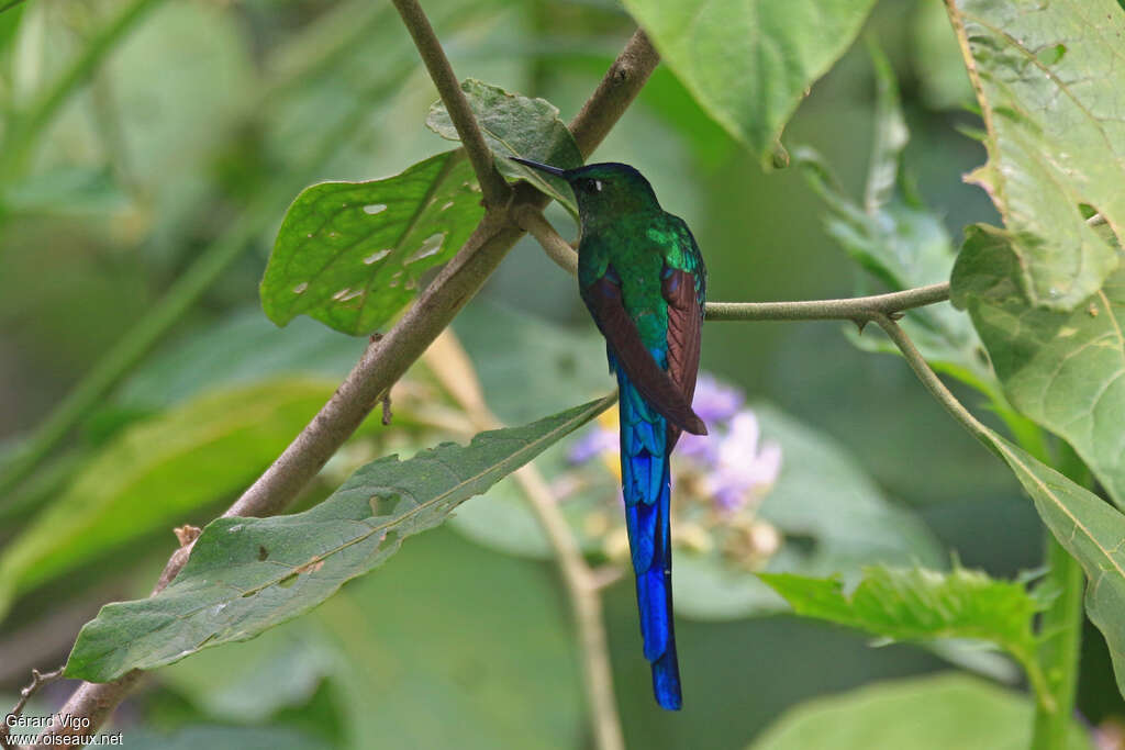 Long-tailed Sylph male adult