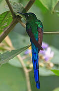 Long-tailed Sylph