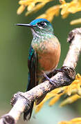 Long-tailed Sylph