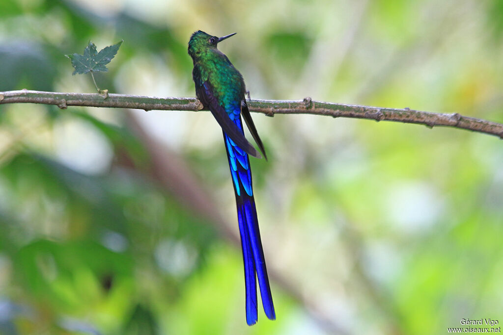 Violet-tailed Sylph male adult