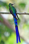 Violet-tailed Sylph