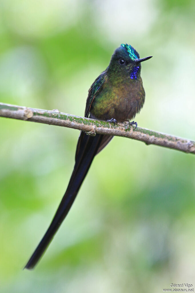 Violet-tailed Sylph male adult